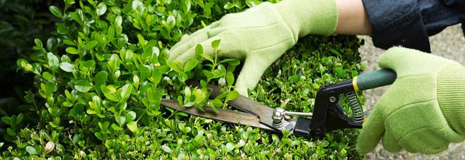 Beautiful Green Living Spaces